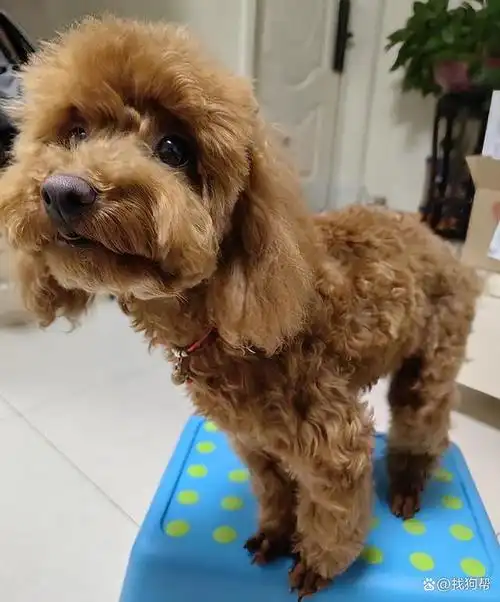 北京市朝阳区1000寻找棕色泰迪犬