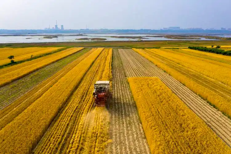 晋南农村:麦浪滚滚喜开镰