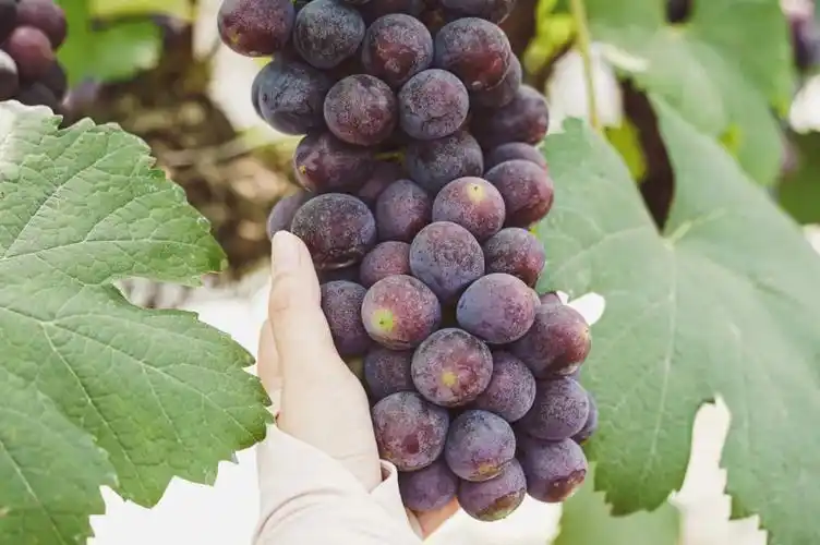 葡萄上市,快来一场甜蜜的邂逅吧!