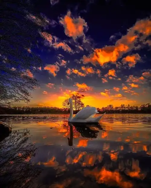 风景唯美美丽的天鹅湖一个孩子和我说他见过红色的湖我一直以为是他的