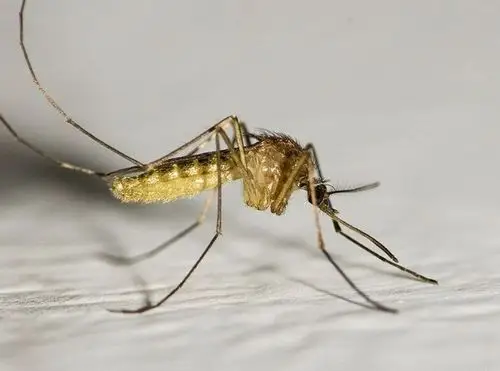 变形记之打蚊子