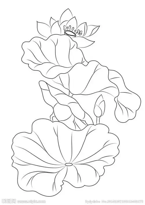 无言324从mrbell转采于2015-12-16 16:14:26白描荷花背景素材无言324