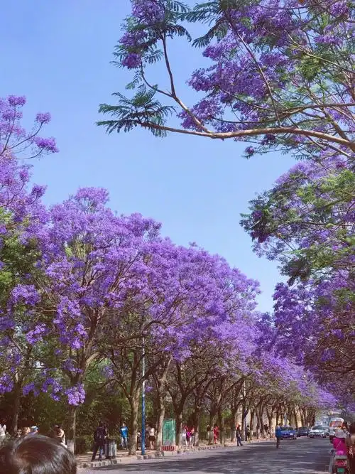 粉丝投稿丨最美公交车站(昆明·较场中路)蓝花楹|蓝花楹|公交车站|投