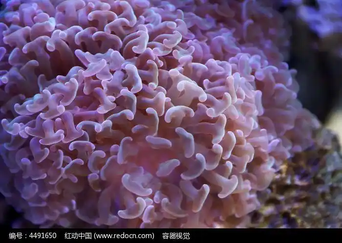 珊瑚虫的精致触角