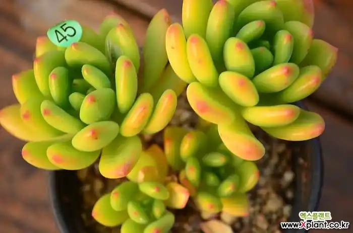 > 春萌 (sedum alice evans)
