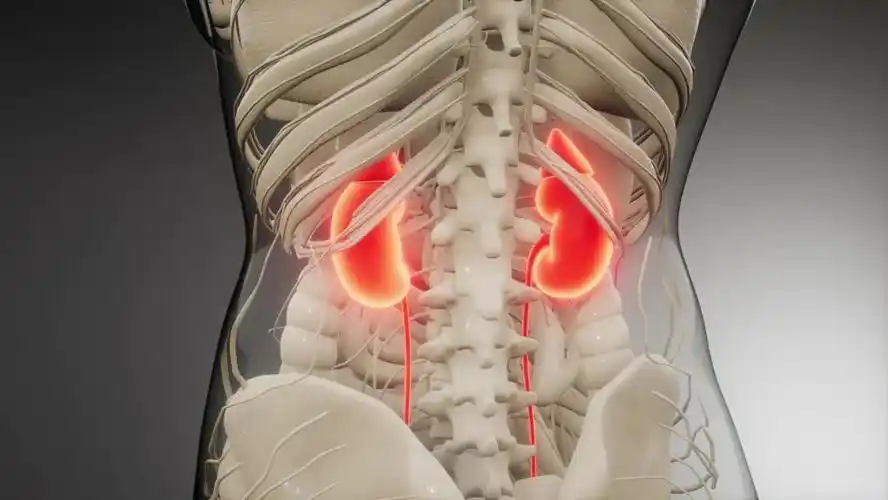 从前面看 从后面看 问题二肾在身体什么位置图片 这图已非常清楚,在人