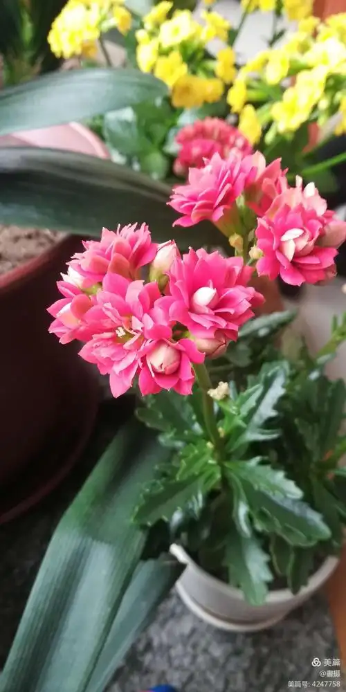 吉祥之花-----长寿花