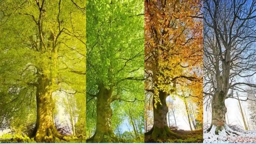 22四季之美名师配套课件pptx23页