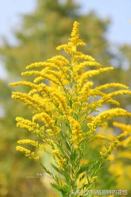 秋麒麟草(秋麒麟草的功效与作用)_植物知识网