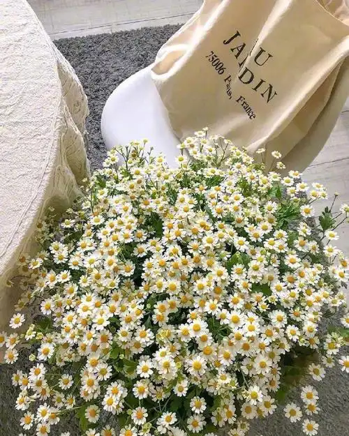 小雏菊微信头像无水印 小雏菊微信背景图片