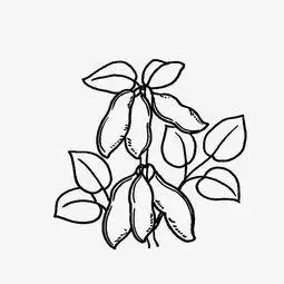 黄豆简笔画黄豆简笔画卡通图片