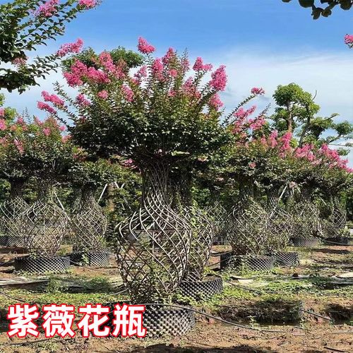 紫薇花瓶造型树编织造型树别墅庭院园林大型高档绿化风景树