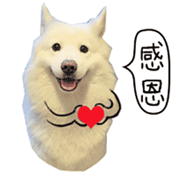 萌宠感恩狗狗得瑟搞笑恶搞gif动图_动态图_表情包下载_soogif