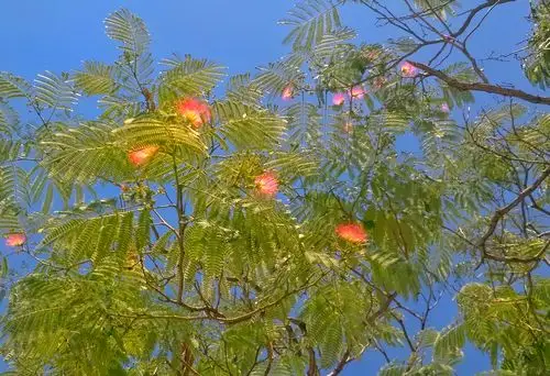 芙蓉树图片(芙蓉树图片大全高清图片)