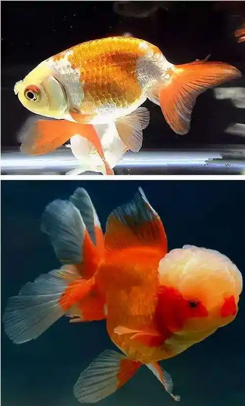 金鱼大观,太全了!养眼又养心,太漂亮了