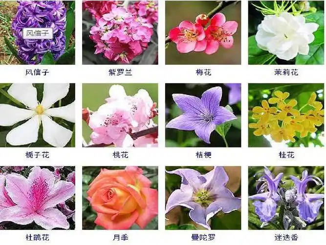 植物花名大全图片花卉图片大全及花名