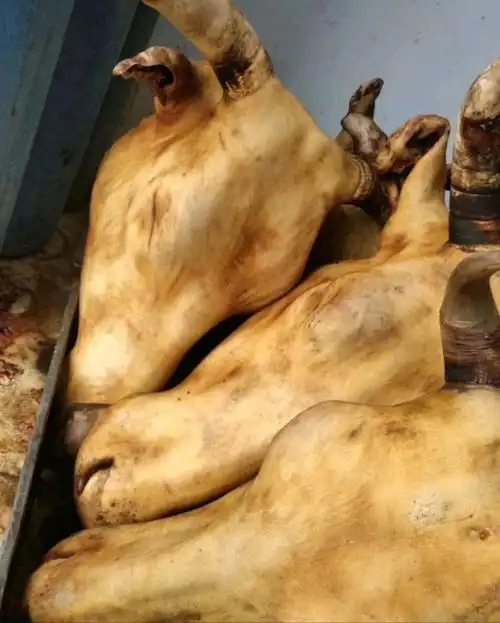 火烧牛头批发山东济南市火烧牛头价格_肉交所