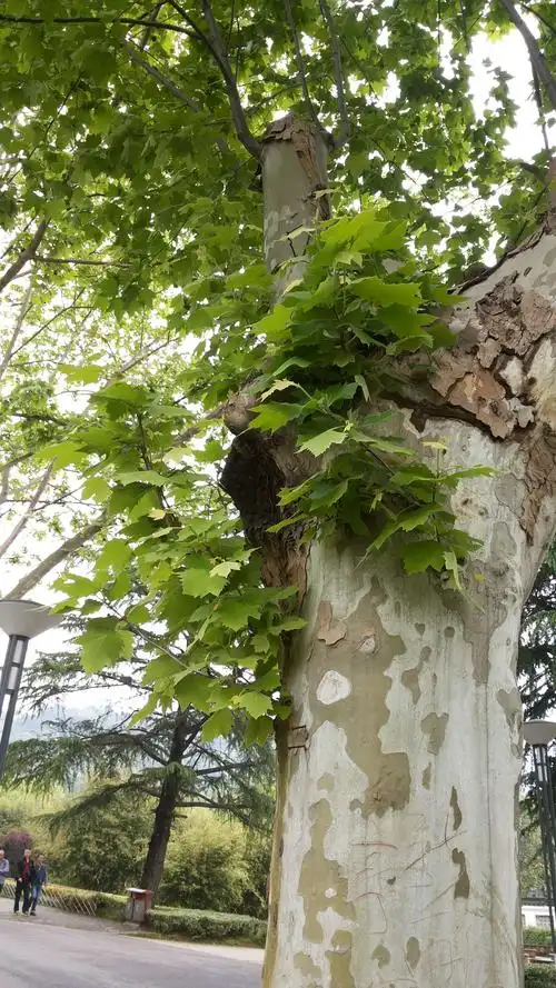 法国梧桐叶对树干的依恋.