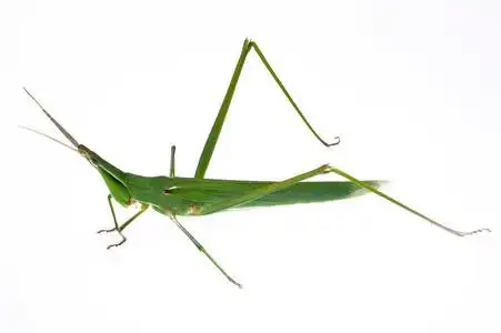 蚱蜢,蝗虫,蚂蚱 [空]小型侦察机照片