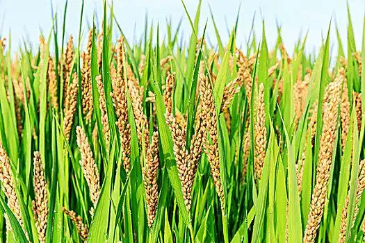 秋天,成熟,水稻,农作物,粮食