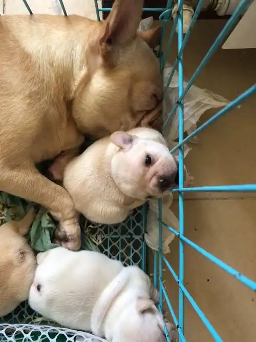 记录贴威龙的奶油法斗宝宝小牛牛健康成长