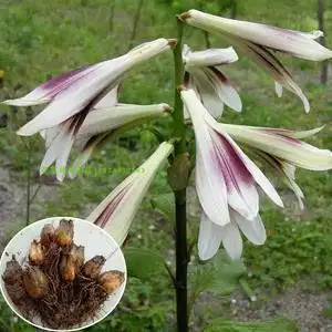 荞麦叶大百合大叶百合山菠萝根中草药荞麦叶贝母绿化植物庭院盆栽