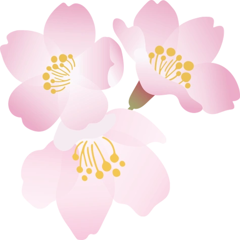 24年日本看樱花,不知道这个你就亏大了