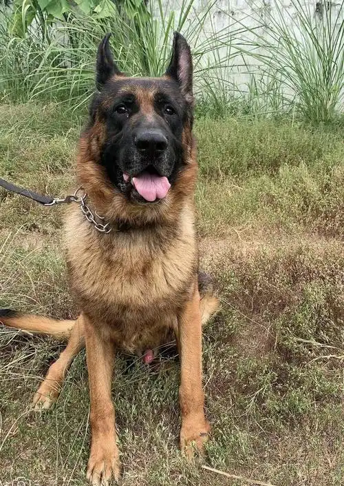 免费领养警犬 还有这等好事?