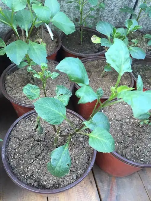 最近扦插的大丽花苗子页面出现类似这样的斑迹,请问是什么问题?