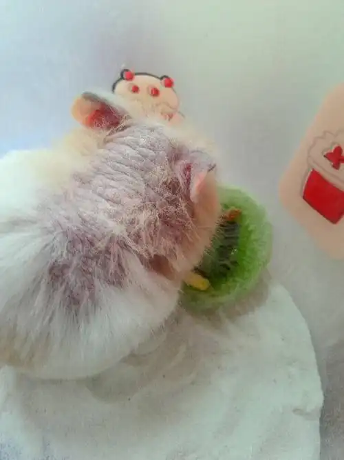 我的仓鼠怎么了?去医院说可能长了螨虫,害得我心惊胆战的,求助