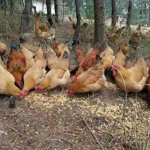 产蛋王半大土鸡活苗麻羽绿壳蛋鸡青年五黑下蛋鸡母苗活鸡包活到家