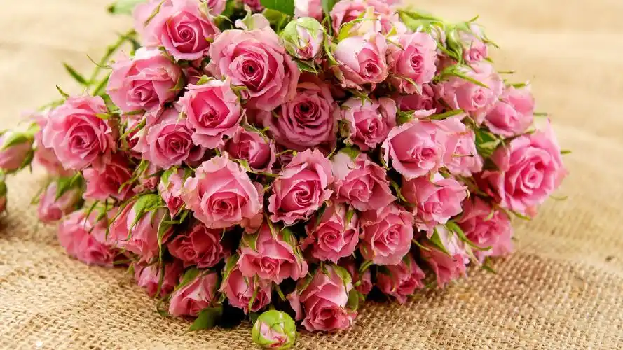 粉红色玫瑰花高清桌面壁纸