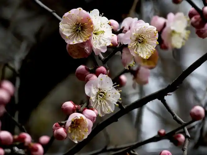 淡丰后梅-天津难得见到的正宗梅花-不去拍会后悔的