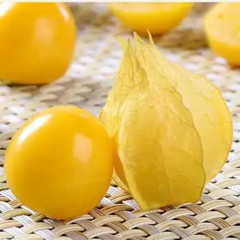 果洋菇娘甜菇凉果时令当季新鲜黄皮水果整箱 精选东北姑娘果 奶香小果