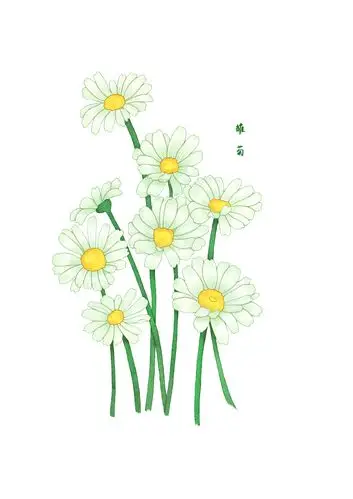 花卉植物练习——雏菊|插画|创作习作|春风一叶舟 - 原创作品 - 站酷