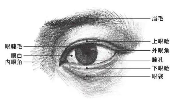 零基础素描教程分步骤讲解头部比例和五官画法简单易学收藏