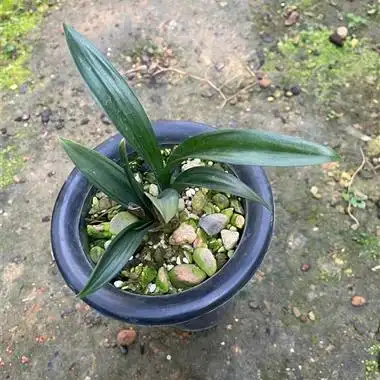 墨兰矮种 - 兰花交易网