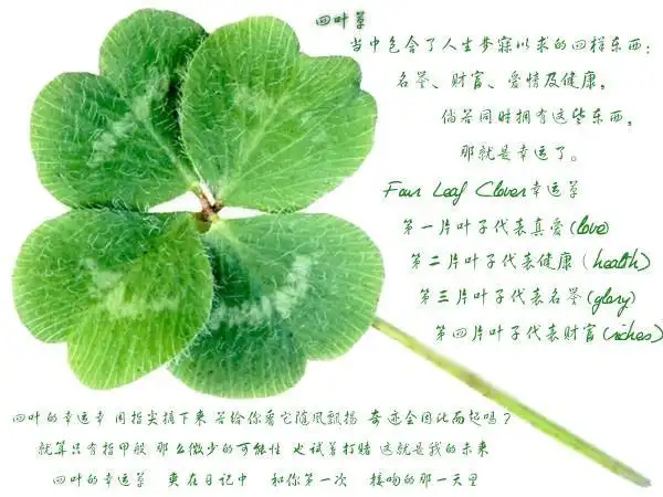 四叶草花语(四叶草花语与寓意)