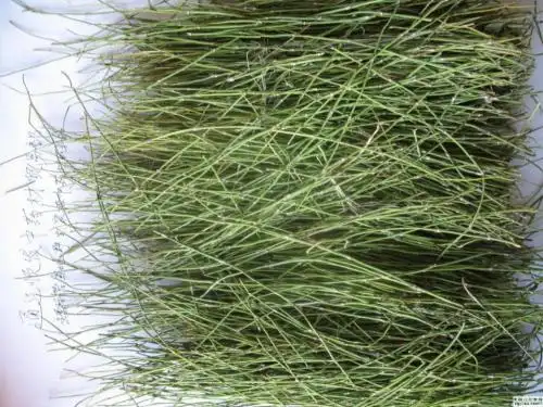 赖麻胡草的功效