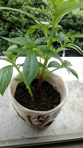 我的凤仙花赵雨菲