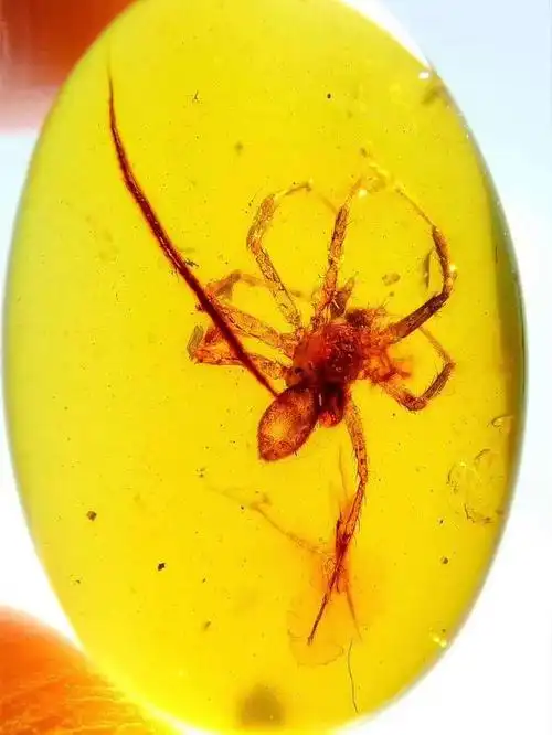 穿越时空隧道的"神奇精灵"——沉睡在琥珀中的昆虫