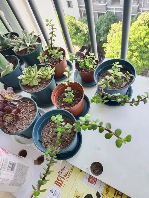 懒人必须入一盆金枝玉叶真的超好养