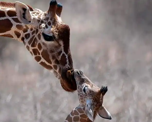 摄影动物之间的亲情唯美高清图片分享