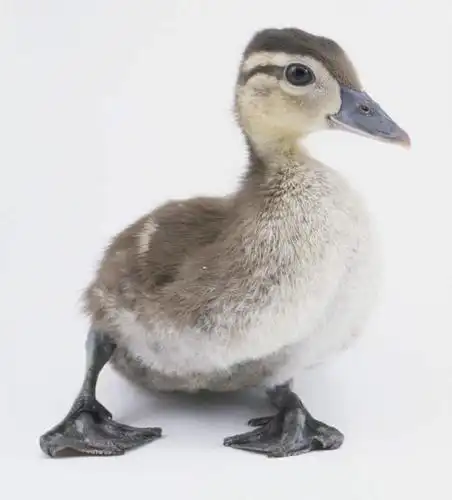 特写,白天,白色背景,正面,鸟,羽毛,阴影,轻盈,柔软,光线,鸟类,鸭,鸭子