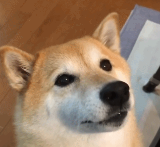 317_291gif 动态图 动图