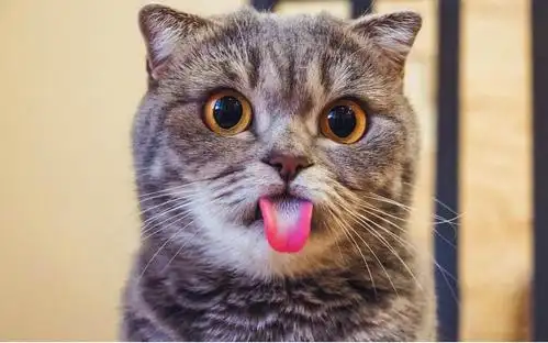你们是怎么抓拍到猫伸舌头的啊