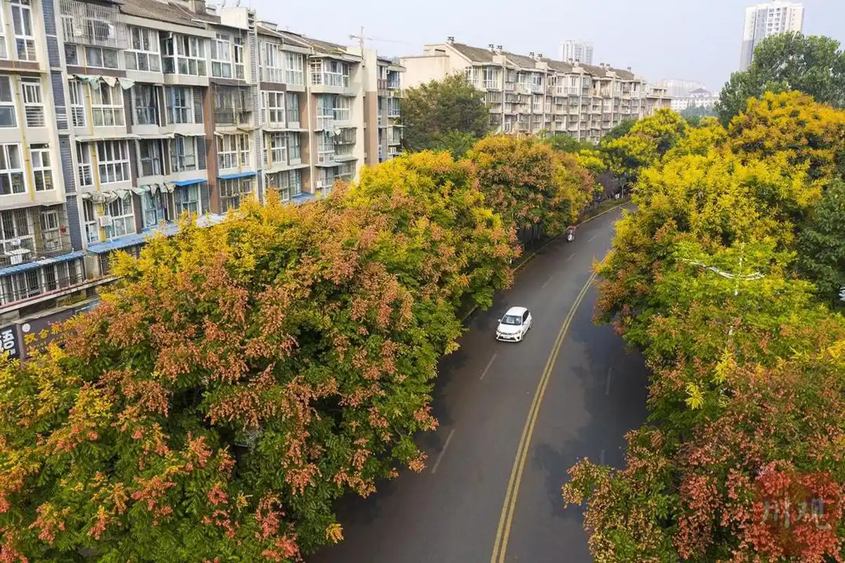 第一名:法国梧桐,目前是我国应用最广泛的行道树,它遮阴能力超强