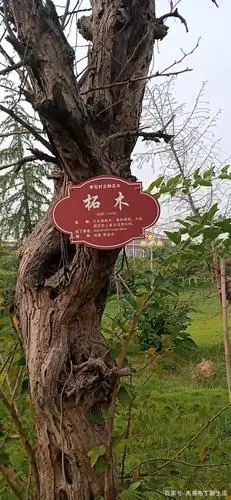 被称之为"帝王木"的柘木手串你知道怎么盘玩儿吗?