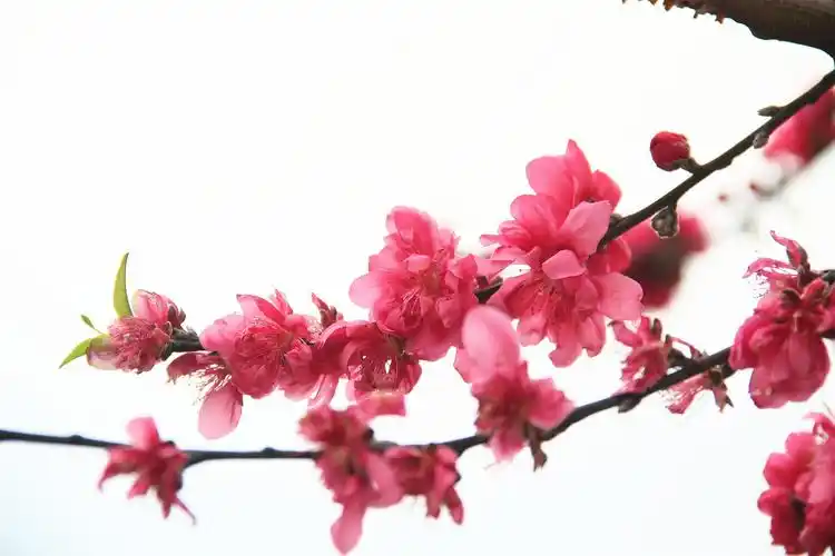 春风催开桃花蕾,粉面红装闹茶园