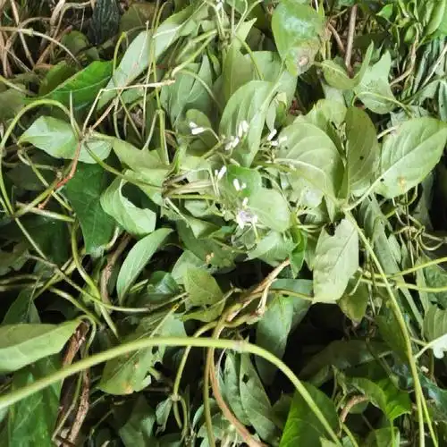 现采野生鸡屎藤鸡矢藤臭藤皆治藤糍粑青团叶500g包邮